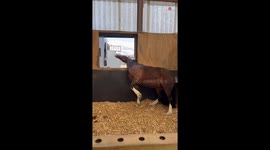 Clever pony scratches multiple itches using a windowsill and its own leg