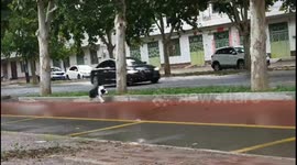 Energetic border collie chasing cars on the road was mistaken for being abandoned in China