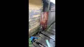 Two lizards caught hugging in Banjarmasin, Indonesia