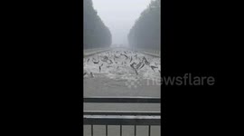 Fish leap out of water in spectacular display after heavy rains in northern China