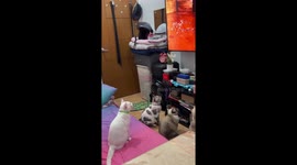Four pet cats attentively watch TV