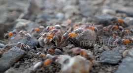 USA: A colony of small ants march across gravel on the side of a county road near Elkton