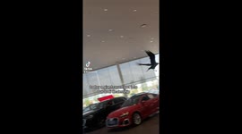 Raven Flying through Audi Dealer