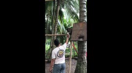 Pet owner holds tiny puppy up to wild monkey for grooming session