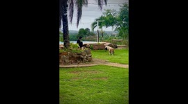 Person playfully chased by lambs in Las Tablas, Panama