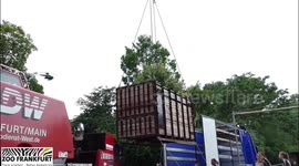 Germany: Critically Endangered Rhino Retires From Breeding Programme