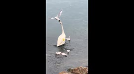 Swan attacks bird near its chicks in Toronto, Canada