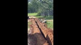 Duck falls into shallow trench in Texas