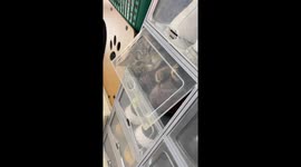 Pet cat curls up inside shoe shelf