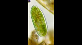 Paramecium Bursaria Eating Cyanobacteria
