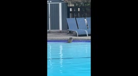 Raccoon chilling in the shallow end after having a long swim, giving a dog-like shake.