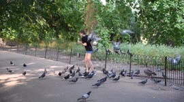 Women uses pigeon power to cool down in Green Park in London on the hottest day of the year so far