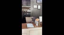 Pet bulldog greets guest on hotel reception