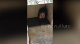 Flying squirrel causes chaos after breaking into home and gnawing through gas hose