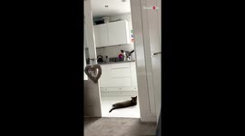 Sneaky kitty and its lazy pal pull off a comical kitchen heist