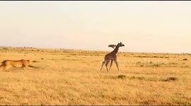 Giraffe accidentally kills calf while defending against lion in Maasai Mara, Kenya