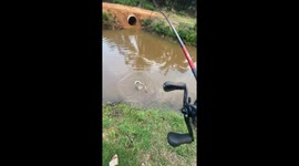 Snake caught while fishing in Wakaf Tapai, Malaysia