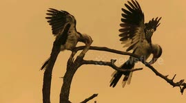 Joyful pair of yellow billed hornbills shows off their fascinating and unique duet call performance