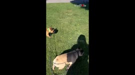 Determined swan refuses to share grass with Frenchies, leading to a comical standoff