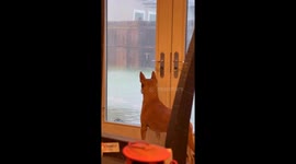 Dog Startled By Power Outage