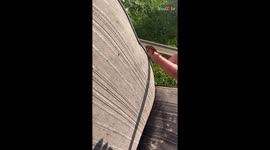 Tiny chameleon uses its tongue to catch a fly perfectly