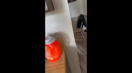 Bossy pup gets demanding in hilarious video