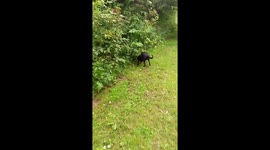 Dog surprises dad by chasing and catching a rabbit on their walk