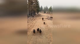 USA: Rescue Operation Saves Rottweiler Puppies Amid Wildfire Chaos