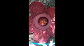 The detail Rafflesia tuan muda e the most rarest flower in the world has bloom in Agam Indonesia jungles