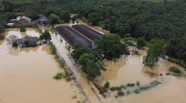 Farmers evacuate livestock amid heavy flooding in eastern Thailand