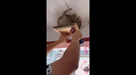 Swift rescue of a fallen swallow nest reunions swallow family in China