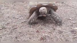 Spain: Giant African Tortoise Rescued After Escaping Home in Madrid