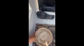 Person provides water to injured bird in San Juan Heatwave