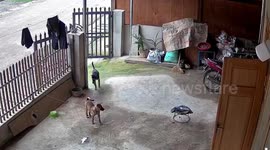 The moment a black dog attacks a woman's new dog