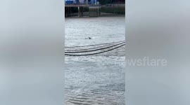 Footage shows dolphin swimming down River Thames