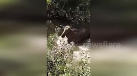 Kazakhstan: Police Inspector Saves Elk Stranded in River Rescue Operation