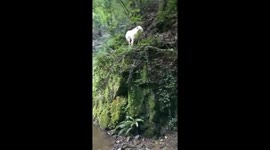 Samoyed Doesn't Stick The Landing