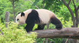 American students visit Chengdu panda base