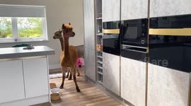 Alpaca who thinks she's a dog is now a mum