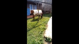 wooooow a beautiful cow grazing peacifully on the field. need more videos keep exploring my account