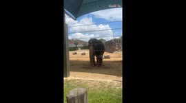 Elephant at Houston Zoo has fun while mimicking boy's dance moves