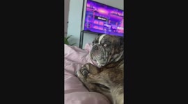Hilarious hangover surprise as frenchie is caught with noodle hanging from his face