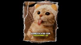 How much do you know about cats?? Well, here are some interesting facts about cats you never knew!!