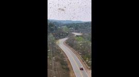 Locust invasion captured in Sierras Chicas, Córdoba Province, Argentina