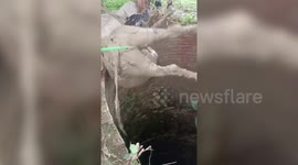 Fire brigade rescues two cows from deep well in northern India