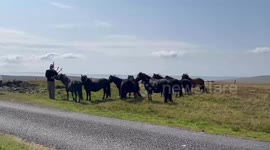 Bagpipe player puts on a show for crowd of Shetland Ponies
