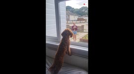 Puppy overjoys to see mom after nine days of sadness and wait