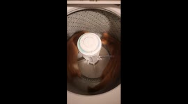 Couldn't find my kittens looked all over the place and they were playing in the washing machine.