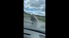 Monkey attacks car at Longleat Safari Park