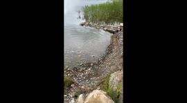 Seagull rescued after being found trapped in Russia